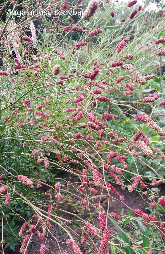 Vaistinė kraujalakė (Sanguisorba officinalis) 'Pink Tanna'